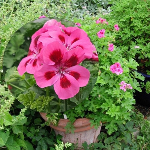 Pelargonium 'Brunswick' - Pelargoon 'Brunswick' P9/0,55L